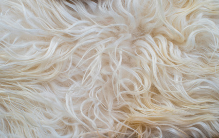 white fur textureの写真素材