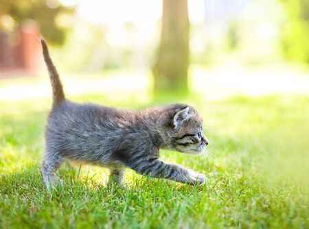 Cute little meowing kitten in the gardenの写真素材
