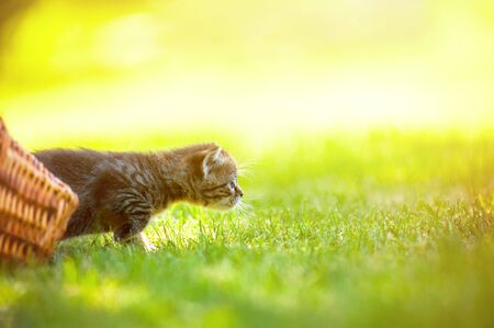 Cute little meowing kitten in the gardenの写真素材