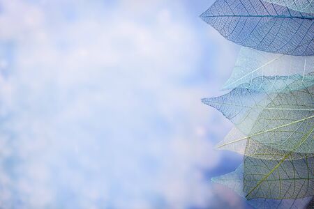 group of skeleton leaves on blured background, close upの写真素材