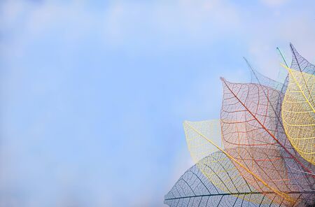 group of skeleton leaves on blured background, close upの写真素材