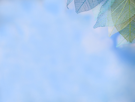 group of skeleton leaves on blured background, close upの写真素材