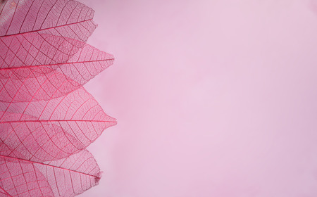 group of pink skeleton leaves on blured background, close upの写真素材