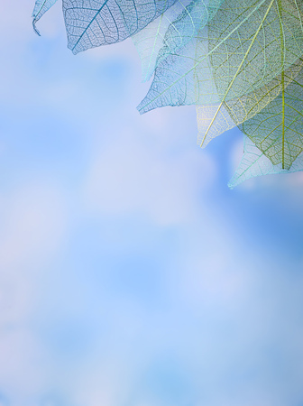 group of skeleton leaves on blured background, close upの写真素材
