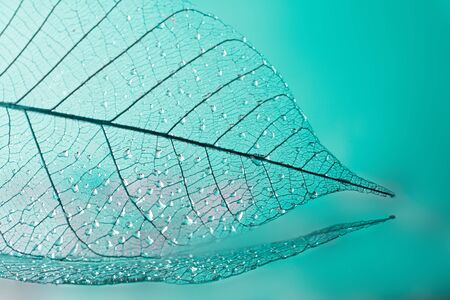 Skeleton leaves on blured background, close upの写真素材