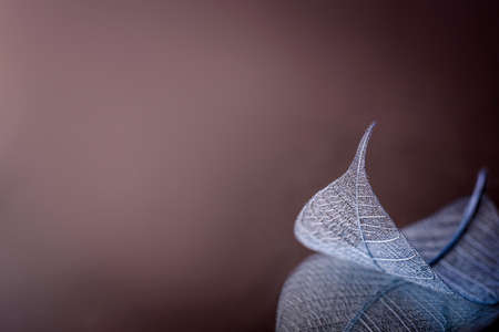 Skeleton leaves on blured background, close upの写真素材