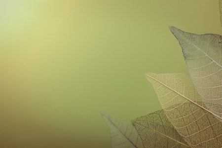 Skeleton leaves on blured background, close upの写真素材