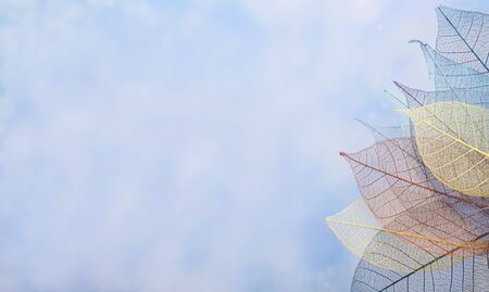 Skeleton leaves on blured background, close upの写真素材