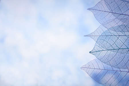 Skeleton leaves on blured background, close upの写真素材