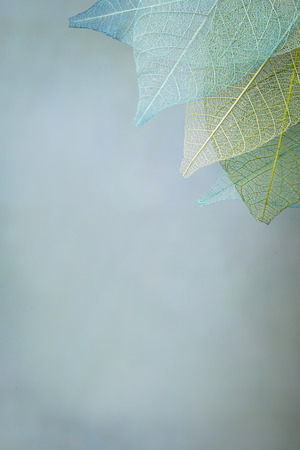 Skeleton leaves on blured background, close upの写真素材