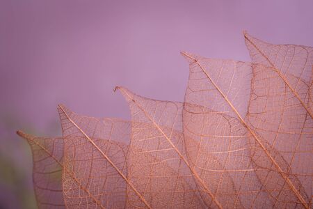 Skeleton leaves on blured background, close upの写真素材