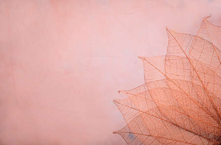 Skeleton leaves on blured background, close upの写真素材