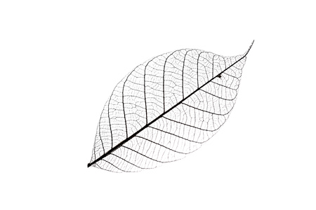 Skeleton of leaf on a white background.の写真素材
