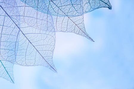 Skeleton leaves on blured background, close upの写真素材