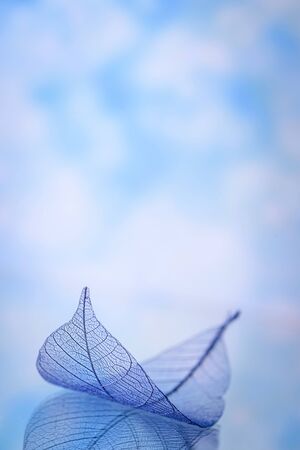 Skeleton leaves on blured background, close upの写真素材