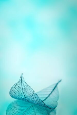 Skeleton leaves on blured background, close upの写真素材