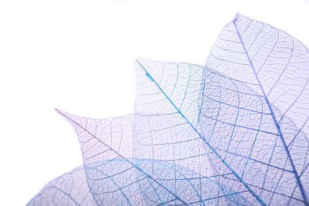Skeleton leaves on blured background, close up