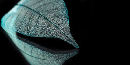 Skeleton leaves on blured background, close upの写真素材