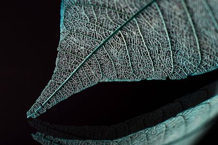 Skeleton leaves on blured background, close upの写真素材