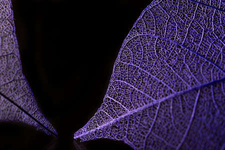 Skeleton leaves on blured background, close upの写真素材