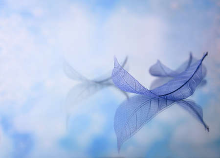 Skeleton leaves on blured background, close upの写真素材