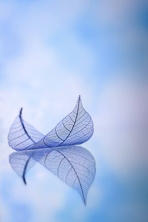 Skeleton leaves on blured background, close upの写真素材