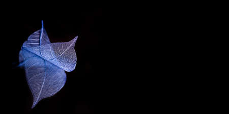 Skeleton leaves on blured background, close upの写真素材
