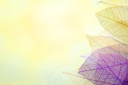Skeleton leaves on blured background, close upの写真素材