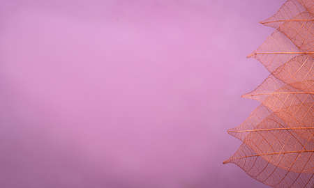 Skeleton leaves on blured background, close upの写真素材