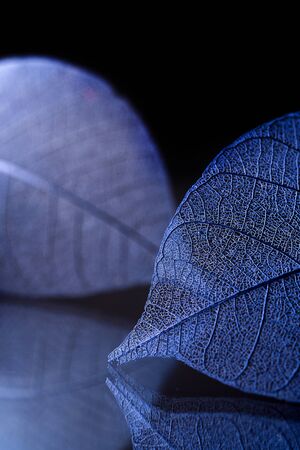 Skeleton leaves on blured background, close upの写真素材