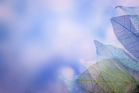 group of skeleton leaves on blured background, close upの写真素材