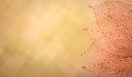 group of skeleton leaves on blured background, close upの写真素材