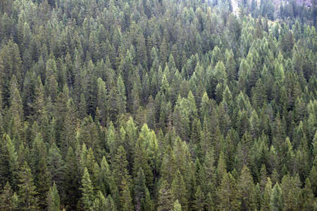 Spruce tree forest covered by fresh snow, horizontal