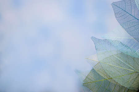 group of skeleton leaves on blured background, close upの写真素材