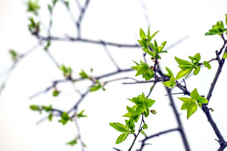 pretty branch of a glass vase. isolated white backgroundの写真素材