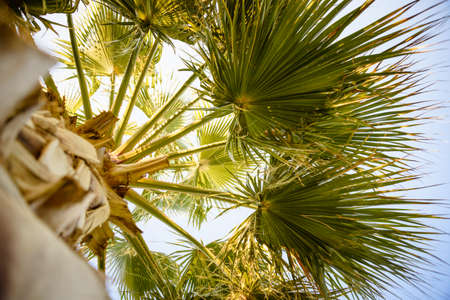 Palm tree under blue sky.