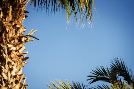 Palm tree under blue sky.の写真素材