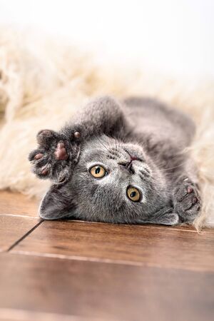 kitten sleeps on furの写真素材