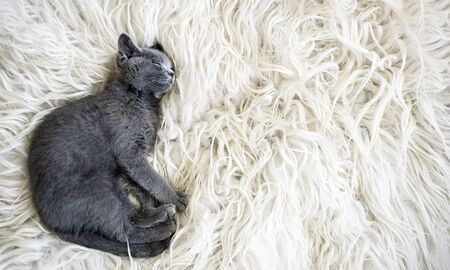 kitten sleeps on furの写真素材