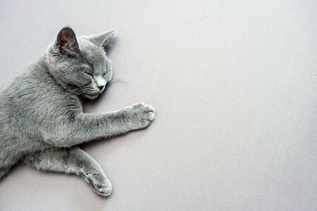 cat lying on grey background,の写真素材