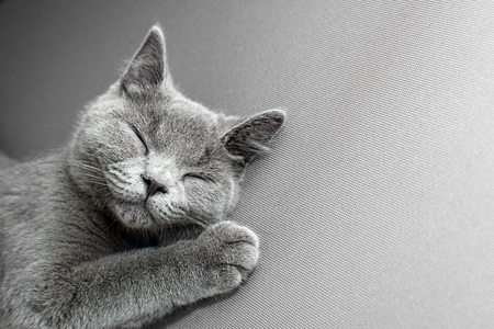 cat lying on grey background,の写真素材