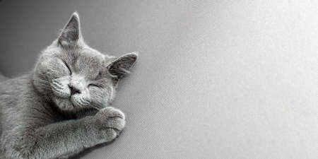 cat lying on grey background,の写真素材