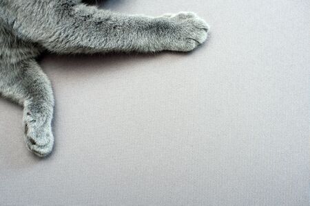 cat lying on grey background,の写真素材