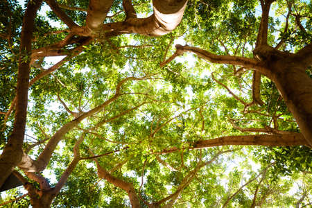 Sunlight Through Green Tree Crownの写真素材