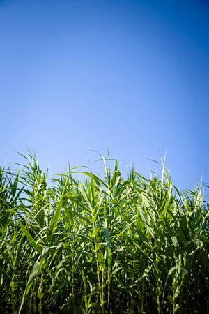 Sunset over sugar cane fieldの写真素材