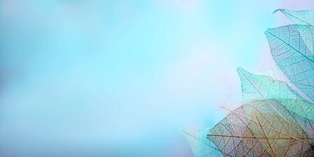 Skeleton leaves on blured background, close upの写真素材