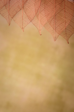 Skeleton leaves on blured background, close upの写真素材