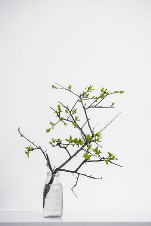 holding green branch plant on whiteの写真素材