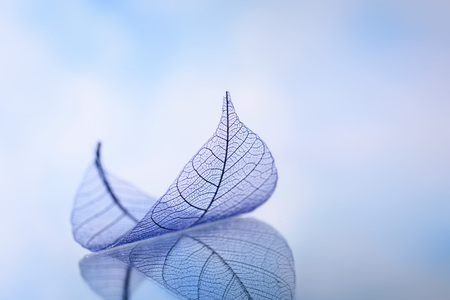 Skeleton leaves on blured background, close upの写真素材