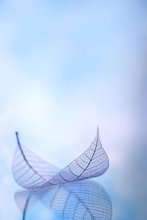 Skeleton leaves on blured background, close upの写真素材
